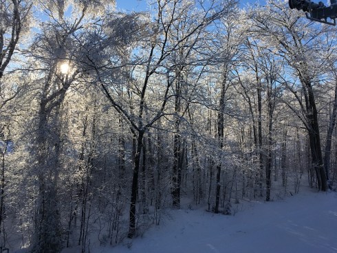 Iced trees on the ski hill