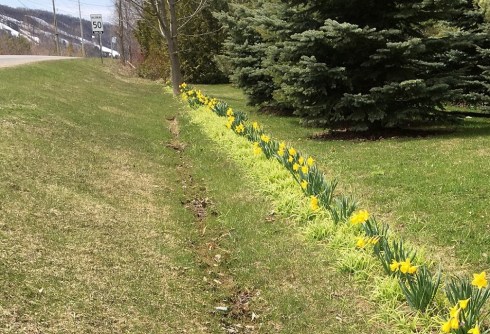 Spotted during my morning walk