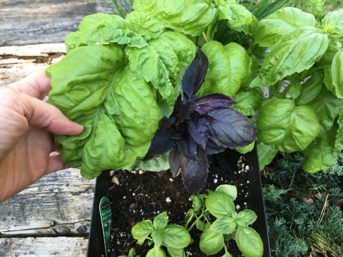My new basil plant has enormous leaves