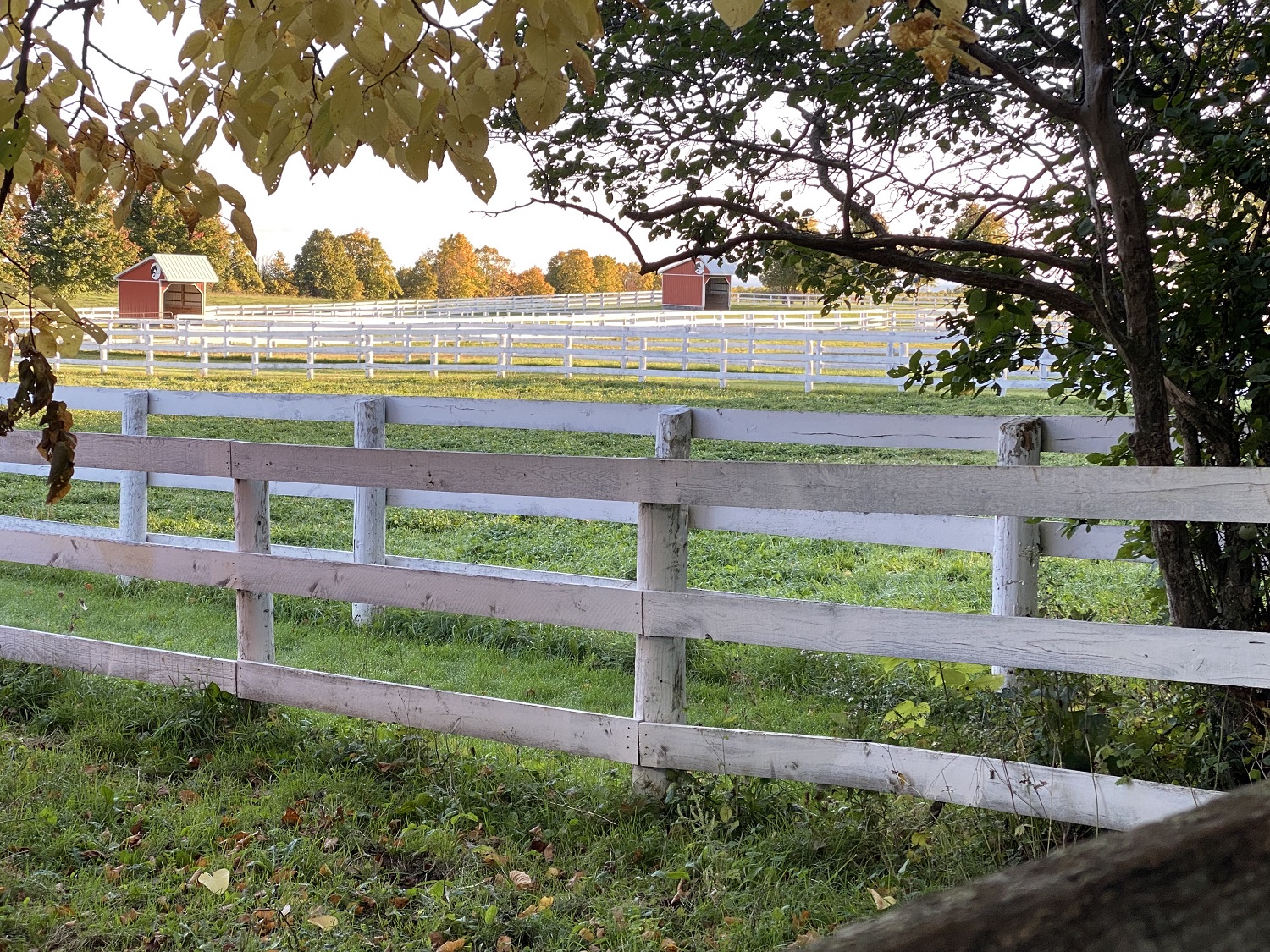 The view from my back fence