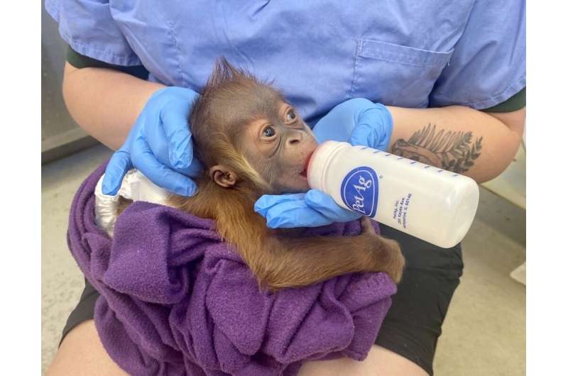 baby-orangutan-being-b-1