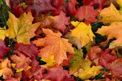 fall-leaves-400x267