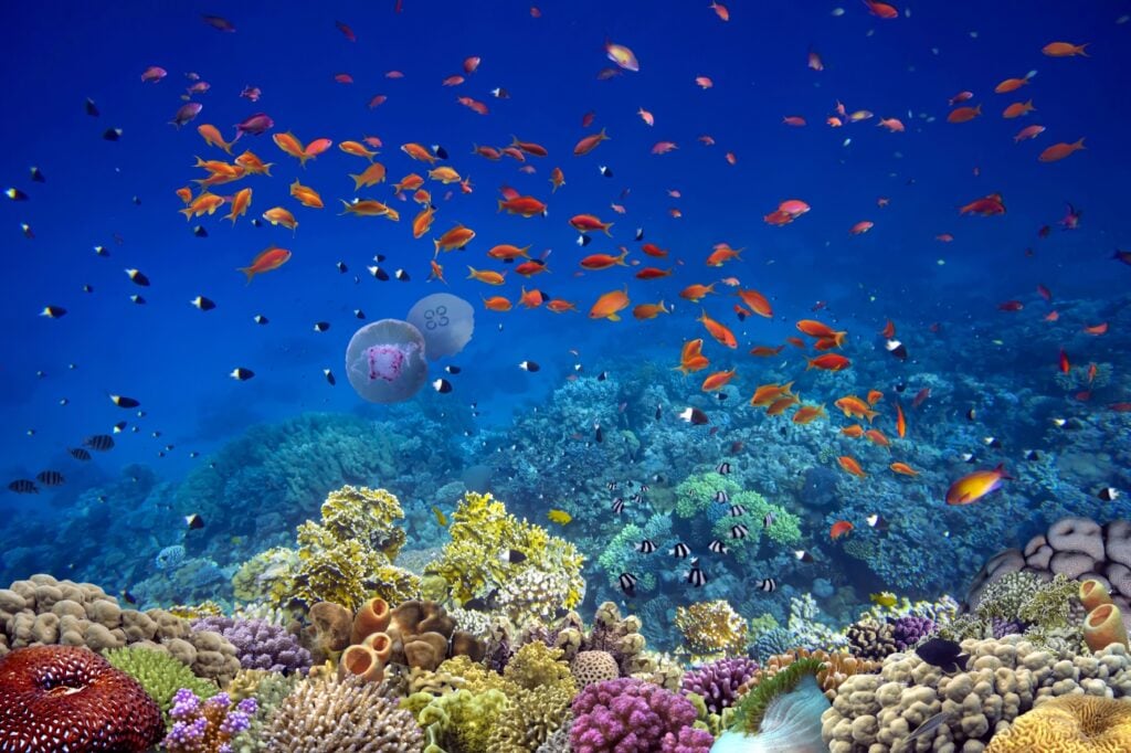 Coral-Gardens-1024x682